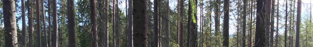 DSK skog.