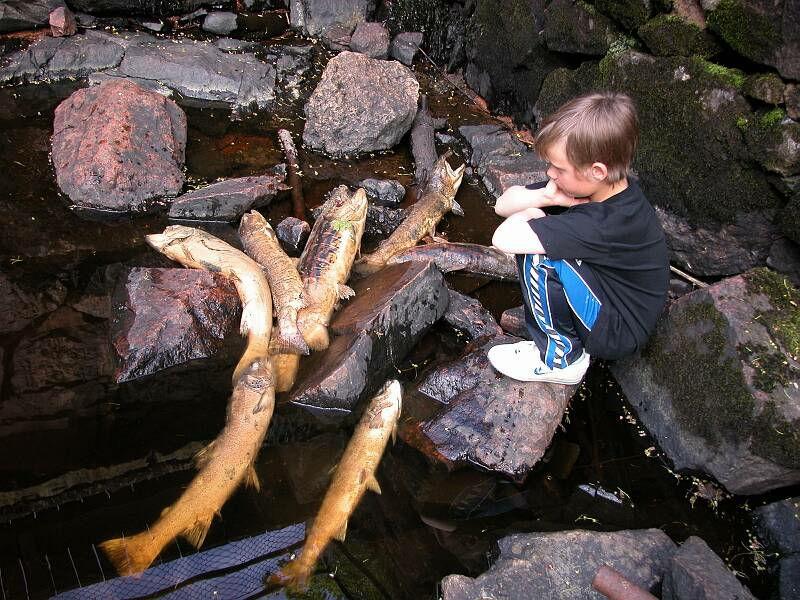 exempel på åtgärder i planen. Strömsbro kraftverk Mer fokus har hamnat på Strömsbro kraftverk och dess konsekvenser på fiskebestånden i ån.