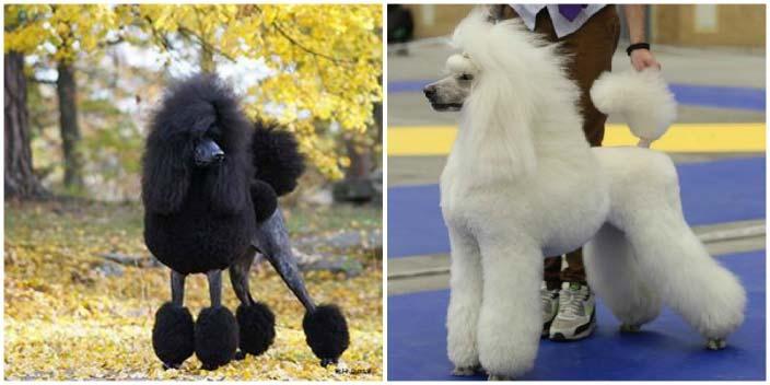 : Susanne Löfgren Kennelnamn: Rejoice Kennel rejoice.se Alunda susanne@rejoice poodles.