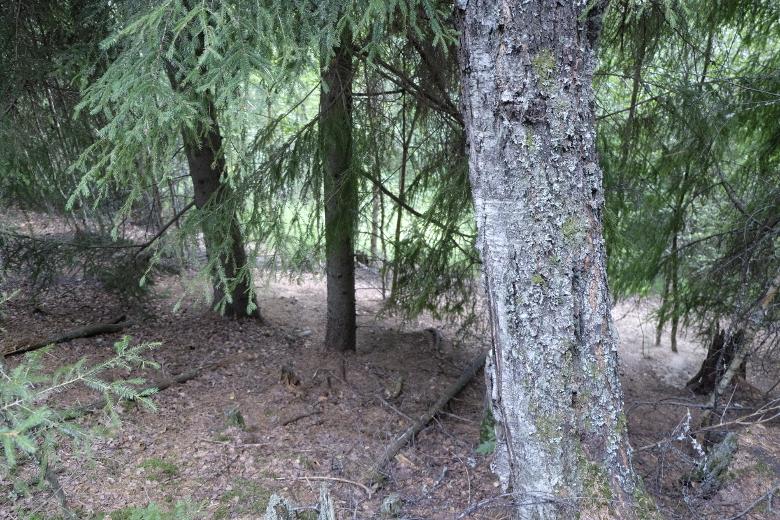 5.2 Delområde B Delområdet utgörs av en djup bäckravin med branta sidor, i området finns ett rikligt inslag av lövvegetation.