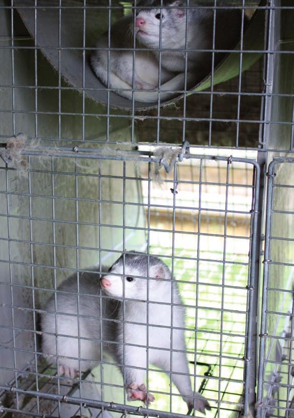 Foto: Cecilia Mille/Djurens Rätt Pälsdjuren i Sverige I Sverige finns det cirka 60 pälsdjursfarmer och nästan alla djur som föds upp för att bli päls är minkar.