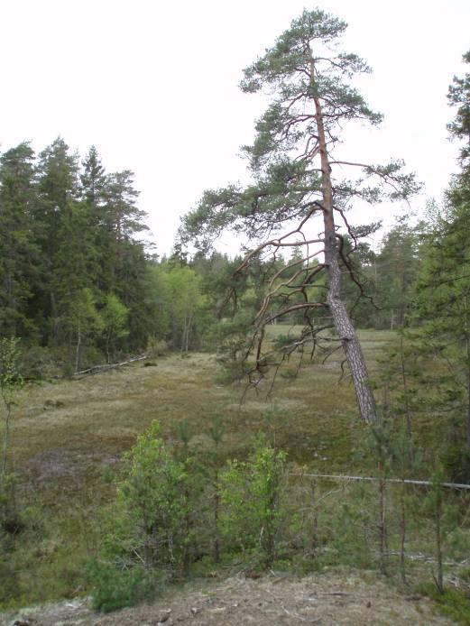2.2.4 Skötselområde 4, öppna kärr Areal: 0,8 ha, fördelat på tre delytor (hela arealen är av naturtypen Öppna svagt välva mossar, fattiga och intermediära kärr och gungflyn, 7140) Skötselområdet