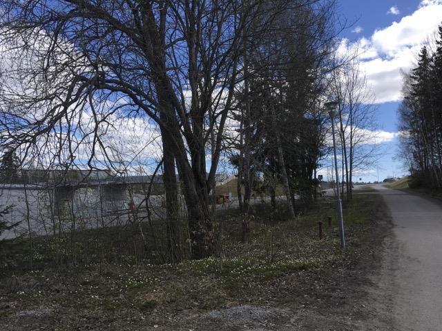 4. Triviallövskog Naturvärdesbedömning Naturvärdesklass Visst naturvärde - naturvärdesklass 4 Naturtypsgrupp Boreal skog Naturtyp Triviallövskog Kvalitetsklass Säker Beskrivning Lite remsa med träd,