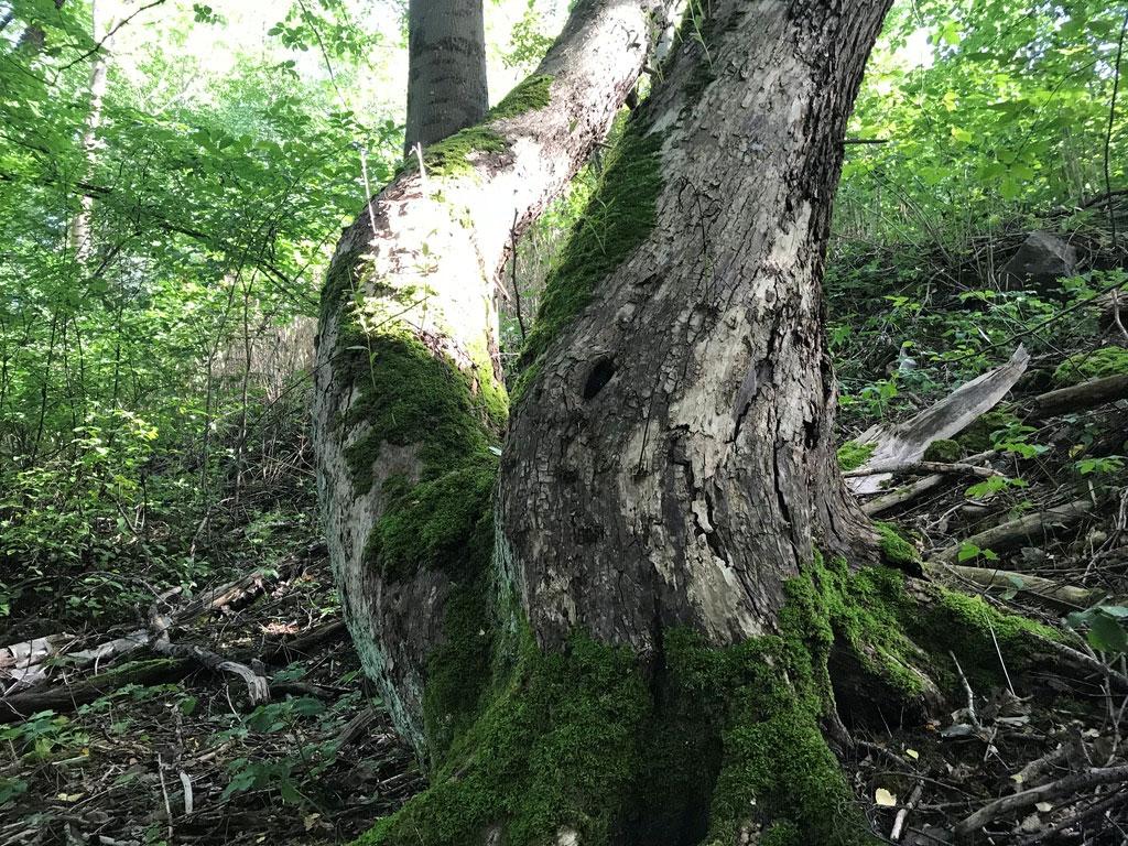 Naturvärdesinventering inför skjutbana på del av fastigheten Kallebäck