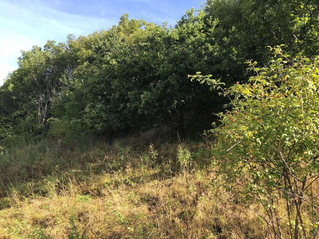 Redovisning av naturvärdesobjekt Objekt ID: Ncab-1743-1 Naturvärdesbedömning: Visst naturvärde naturvärdesklass 4 Dominerande naturtyp: Skog och träd Biotoper: Bryn, vägren Beskrivning: Lövskogsbryn