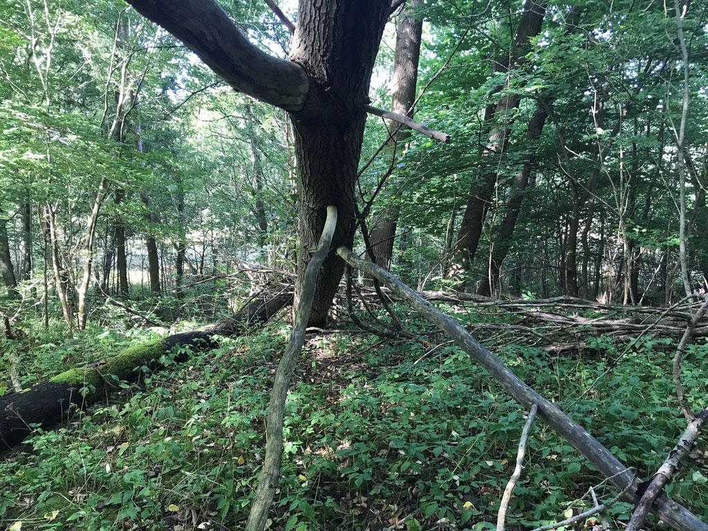 Objekt ID: Ncab-1743-2 Naturvärdesbedömning: Påtagligt naturvärde naturvärdesklass 3 Dominerande naturtyp: Skog och träd Biotoper: Lövskog, bryn Beskrivning: Naturligt föryngrat lövskogsbestånd på