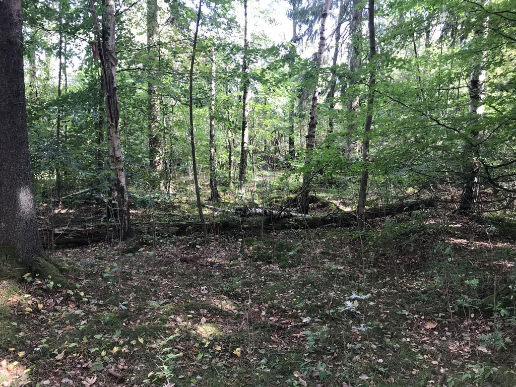 Objekt ID: Ncab-1743-4 Naturvärdesbedömning: Visst naturvärde naturvärdesklass 4 Dominerande naturtyp: Skog och träd Biotoper: Blandskog Beskrivning: Blandskog med skiftande karaktär, både skuggiga