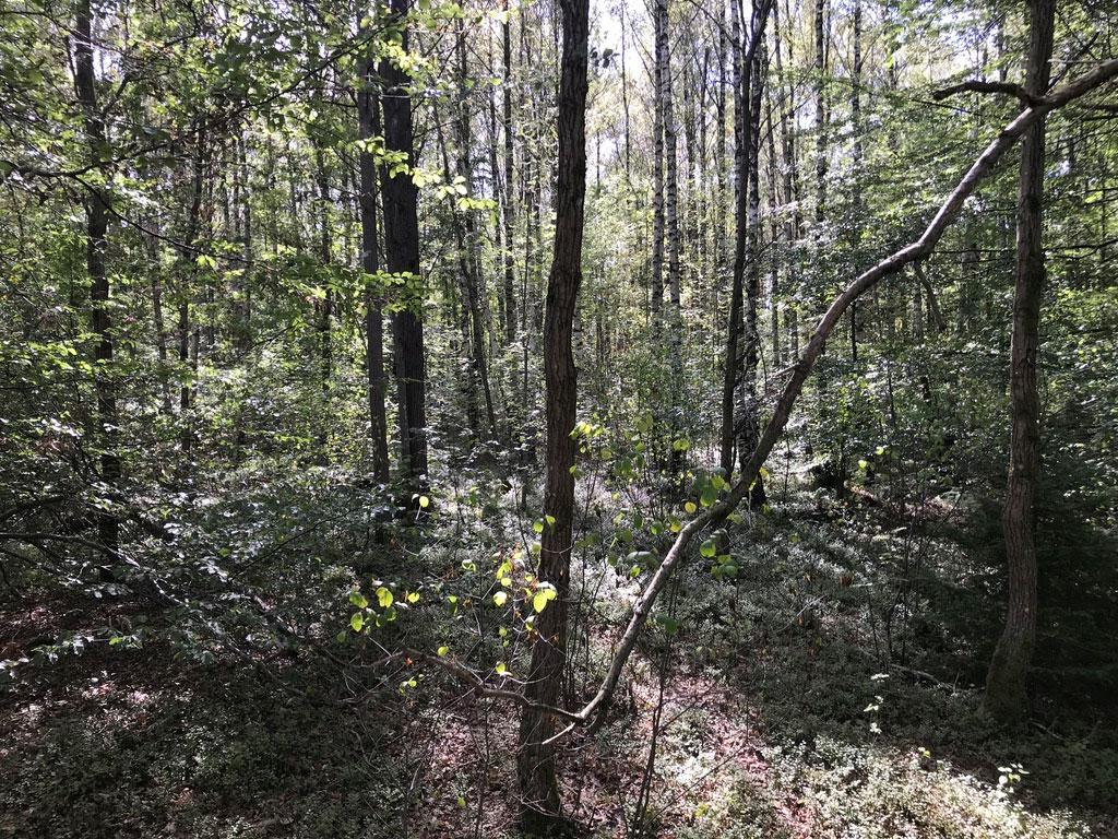 Objekt ID: Ncab-1743-6 Naturvärdesbedömning: Visst naturvärde naturvärdesklass 4 Dominerande naturtyp: Skog och träd Biotoper: Blandskog Beskrivning: Ett stort bestånd av mestadels ung blandskog.