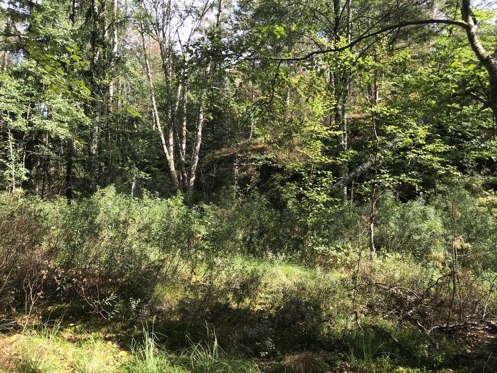 Objekt ID: Ncab-1743-7 Naturvärdesbedömning: Visst naturvärde, naturvärdesklass 4 Dominerande naturtyp: Skog och träd Biotoper: Sumpskog Beskrivning: Ett område med tydligt fuktig karaktär, vilket