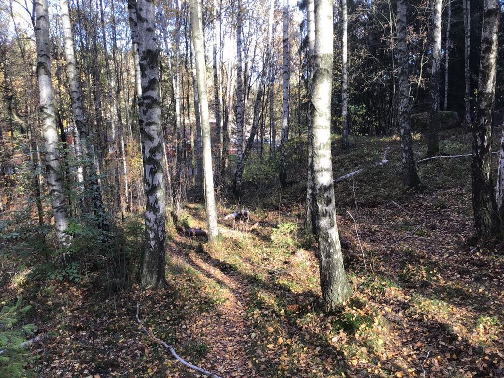 Objekt ID: Ncab-1743-8 Naturvärdesbedömning: Visst naturvärde, naturvärdesklass 4 Dominerande naturtyp: Skog och träd Biotoper: Lövdominerad blandskog Beskrivning: Björkdominerat bestånd med ek, lönn
