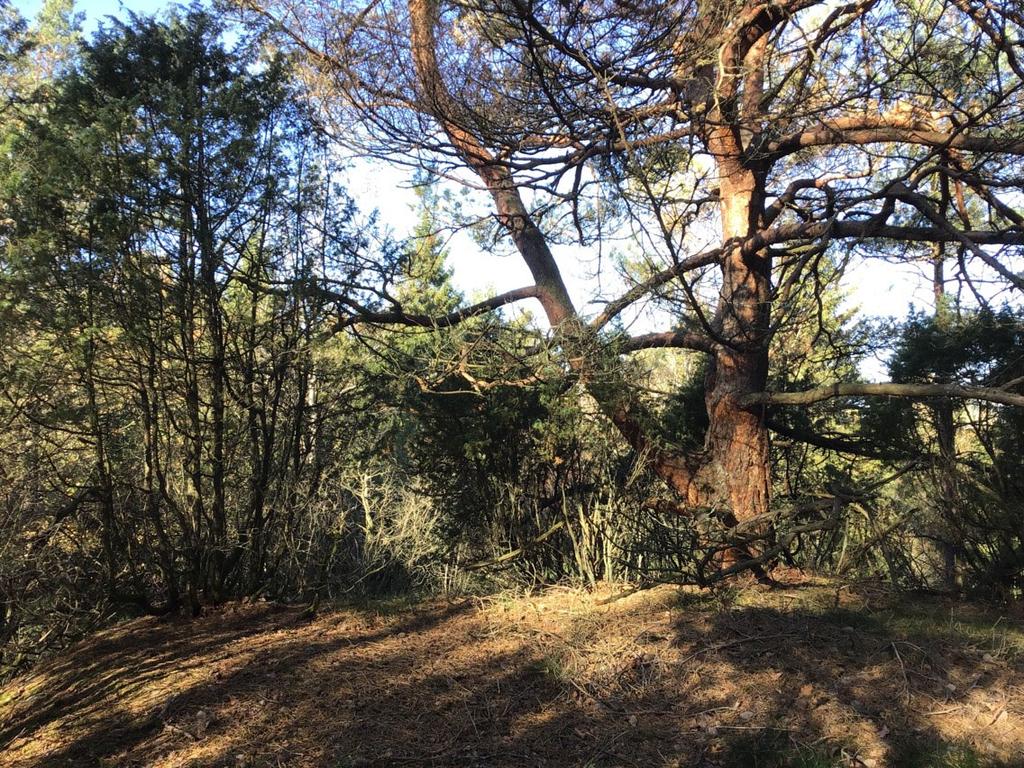 Objekt ID: Ncab 1743 9 Naturvärdesbedömning: Visst naturvärde, naturvärdesklass 4 Dominerande naturtyp: Skog och träd Biotoper: Tallskog Beskrivning: Talldominerad höjd med visst inslag av död ved