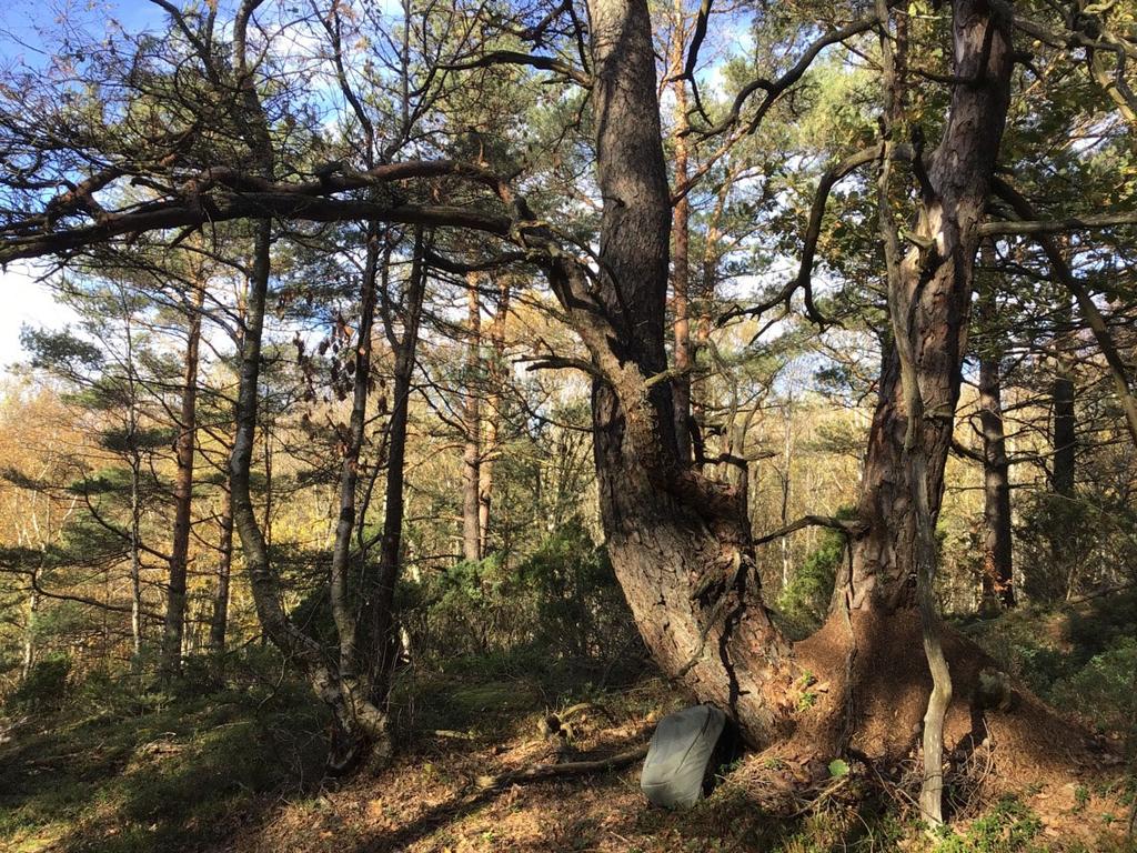 Objekt ID: Ncab 1743 10 Naturvärdesbedömning: Visst naturvärde, naturvärdesklass 4 Dominerande naturtyp: Skog och träd Biotoper: Barrdominerad blandskog Beskrivning: Talldominerad och till stor del