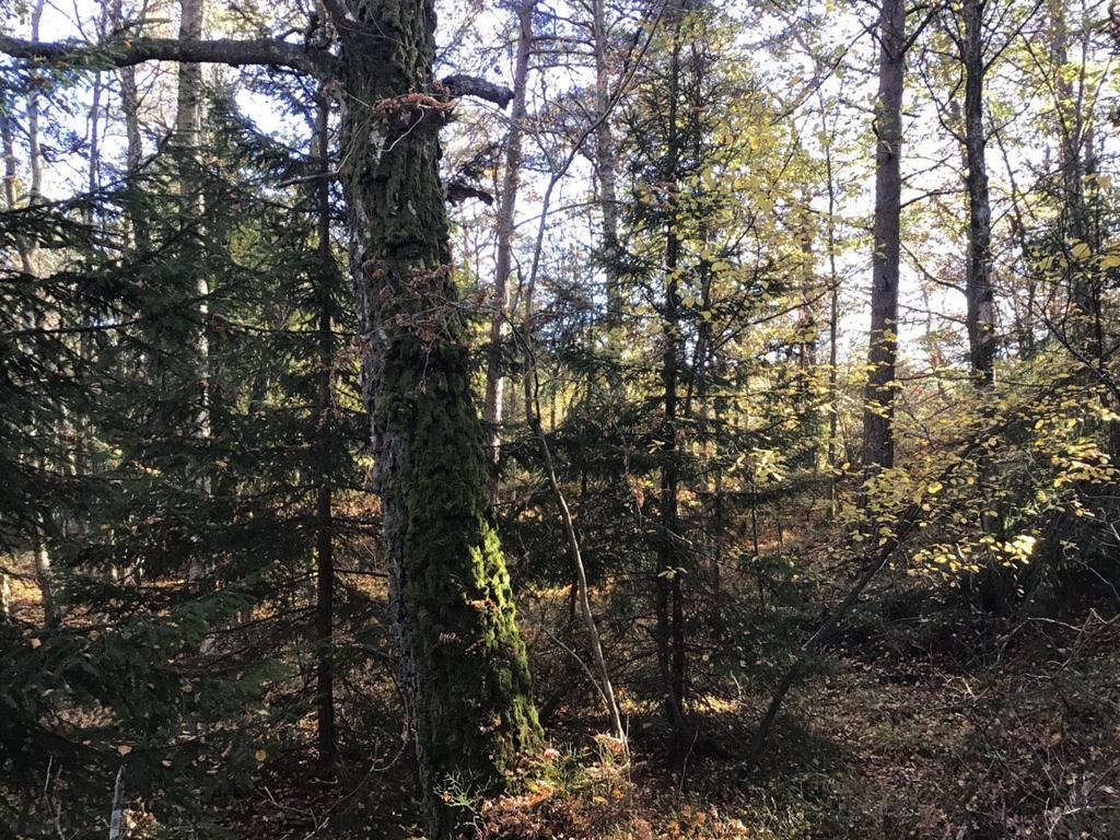 Objekt ID: Ncab 1743 11 Naturvärdesbedömning: Visst naturvärde, naturvärdesklass 4 Dominerande naturtyp: Skog och träd Biotoper: Lövskog Beskrivning: Lövskog mellan höjdpartier.