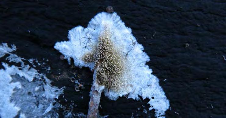 Kavinia alboviridis Gröntagging NT x x 5 Hypoxylon howeanum Hasseldyna NT x 6 Perenniporia medulla-panis Brödmärgsticka NT x Det. Viatcheslav Spirin, Helsingfors universitet.