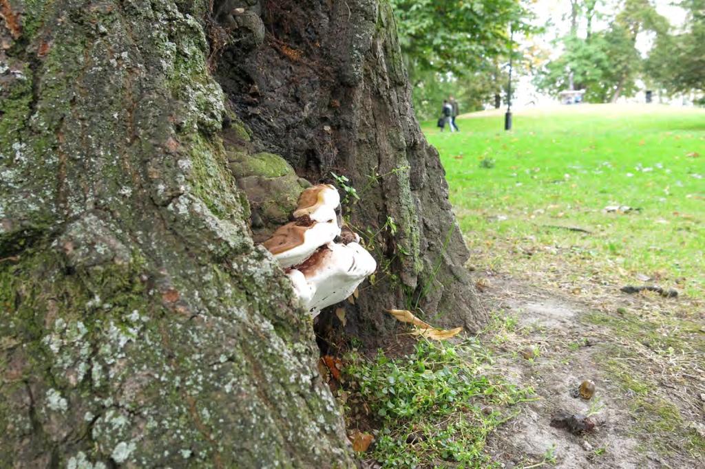 Sydlig platticka, Ganoderma