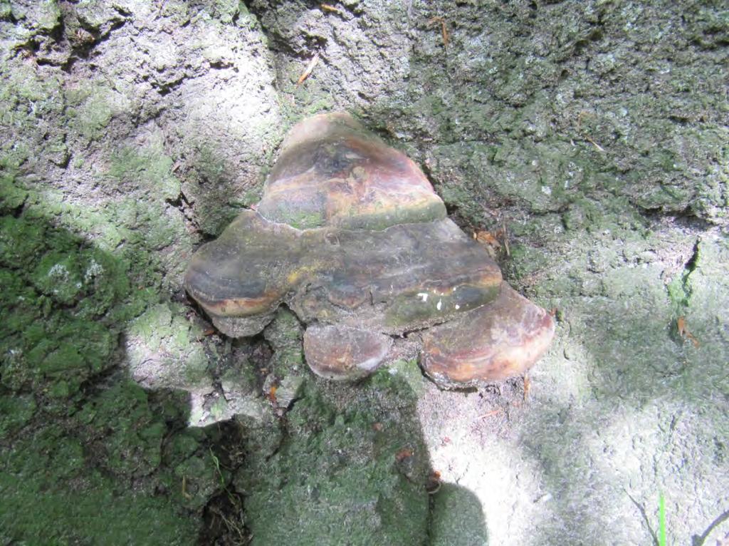 Hartsticka, Ganoderma