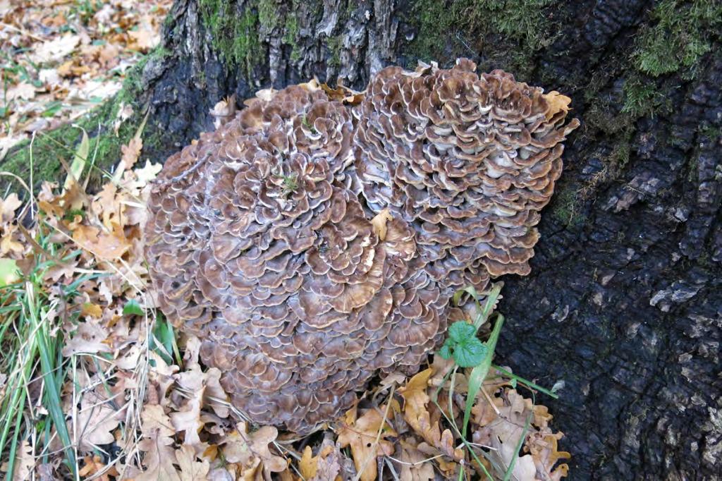 Slottsskogen Värde: A Det inventerade området i Slottsskogen (bild 4) utgörs av en parkmiljö som främst domineras av ek, Quercus robur. Bok, Fagus sylvatica, lindar, Tilia spp.