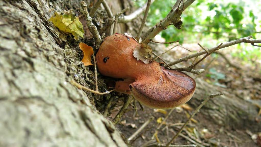 - x 7 Camarops polysperma Stor sotdyna NT x 8 Xylobolus frustulatus Rutskinn NT x 9 Dichomitus campestris Hasselticka LC x x 10 Phaeolus schweinitzii Grovticka LC x x 11 Phellinus