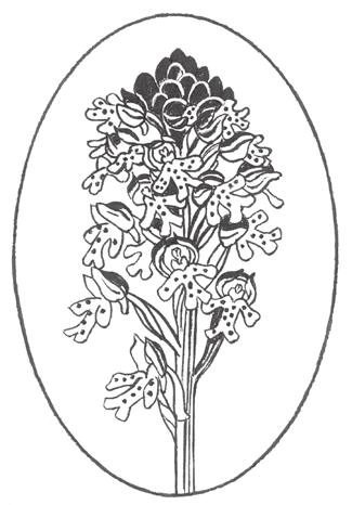 Krutbrännaren Årgång 16, 2007 Supplement nr. 4 ISSN 1103-2839 Tidskriften utges av Ölands Botaniska Förening och utkommer med fyra nummer per år.