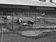 Större och mer specialiserade gårdar har sedan blivit vanligare och inhysningen sker alltmer i stallar åtminstone vid grisning och vintertid.
