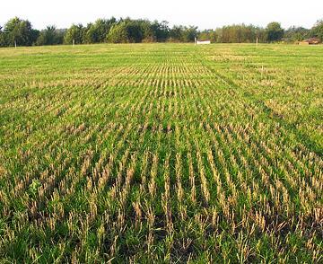 Grön mark året om kolinlagring genom fånggrödor, agroforestry, energiskog och kantzoner