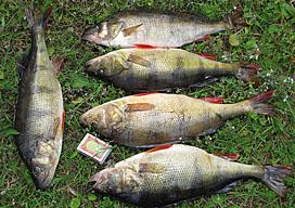 Utrota Abborrarna!? I många, många år har skärgårdsbor försörjt sitt matskafferi med fisk. Precis som i alla våra skärgårdar och i sjöar och vatt e n d rag.