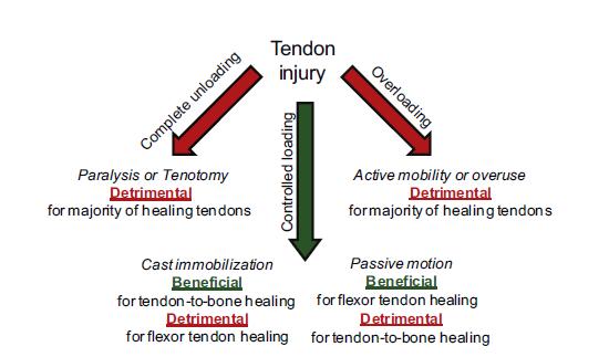 Mechanobiology in tendon healing.