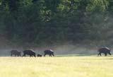 Medgivande I 2010/0055 Besiktning av vildsvinsskador har fått i uppdrag av Naturvårdsverket att driva ett pilotprojekt som syftar till att utveckla en metodik för att inventera ekonomiska förluster