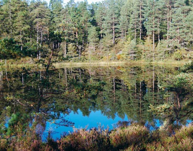 Du får tälta en natt. Vill du tälta längre tid måste du fråga den som äger marken. Du får bada, åka båt och gå i land, men inte för nära hus. Du får plocka vilda blommor, bär och svamp.