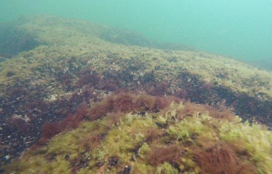 Botten på dessa videopunkter bestod av en i varierande grad blandning av sand, lera/silt och enstaka stenar och likaså varierade djupet mellan 2,6 och 17,3 meter. Figur 3.