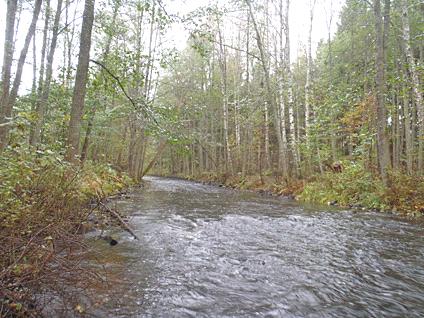 Em46. Virserumsån, västra Fridhem Datum: 211-1-18 Kommun: Hultsfred Koordinat: 635583/148729 RT9 1-2 m uppströms gångbro.