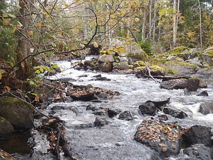 Em73. Pauliströmsån, Bjurängen Datum: 211-1-19 Kommun: Hultsfred Koordinat: 6366/148691 RT9 15-25 meter nedströms bron.