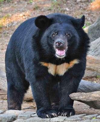 Gaur. I Kanha hoppas vi också på att få se Sloth Bear (Baloos förebild). Här finns även den vackra Hard-ground Barasinghan, som enda ställe i världen.