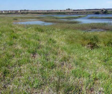 Våtmarken gynnar häckande och rastande vadarfåglar, t.ex. större strandpipare, mindre strandpipare och rödbena, som söker föda i de barlagda sankmarkerna.