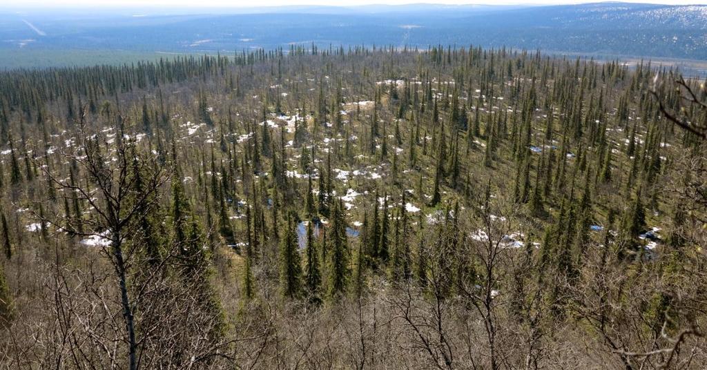 EKOLOGISKA KOMPENSATIONSÅTGÄRDER Kan minska negativ miljöpåverkan vid exploateringar Marknad ekosystemtjänster outvecklad i Sverige