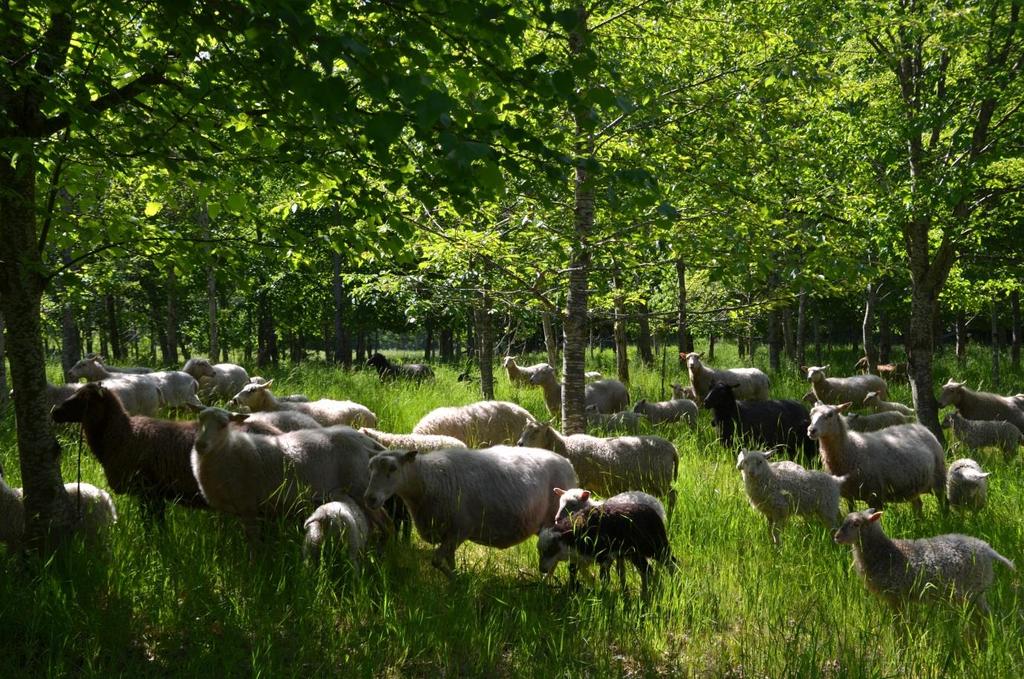 INLEDNING Bakgrund Lammens tillväxt på bete varierar oerhört mycket och alltför låg tillväxt kan ge långtgående konsekvenser.