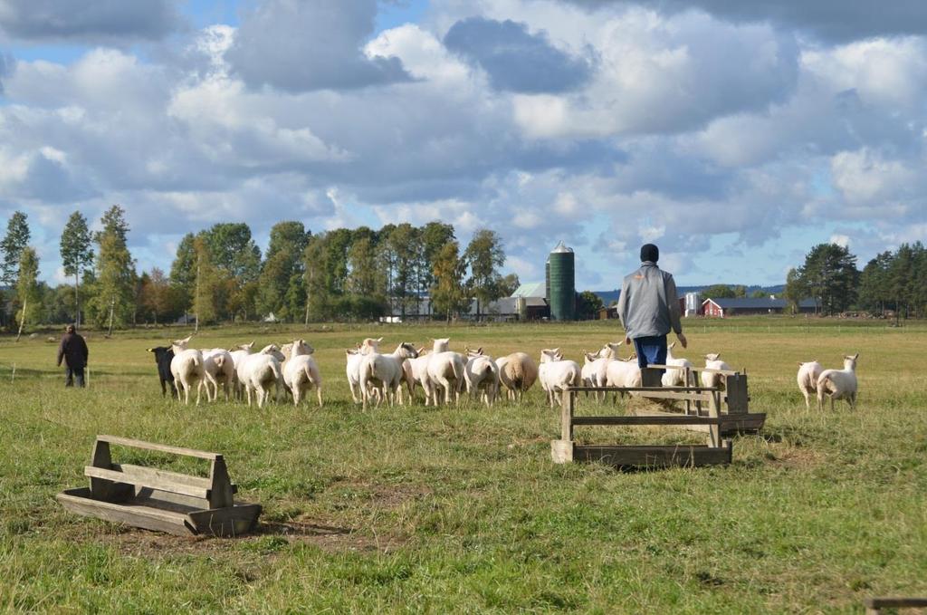 installning. Från 1 december ökades kraftfodergivan till 1,2 kg per lamm och dag fram till slakt. Tabell 4. Medellamningsdatum och kraftfoderutfodring.