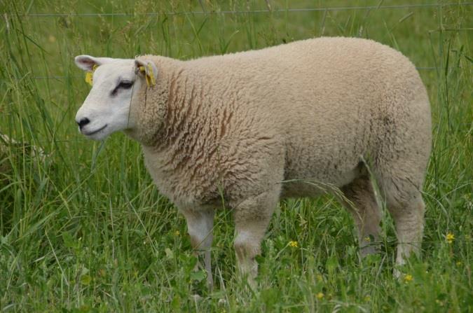 Bete-areal och typ: Gården omfattade konventionellt skött åkermarksbete 1,4 ha, permanent bete på åker 1,4 ha och naturbete ca 1,3 ha. Tillväxtmål: Målet för tillväxt var satt till 3 g/dag.