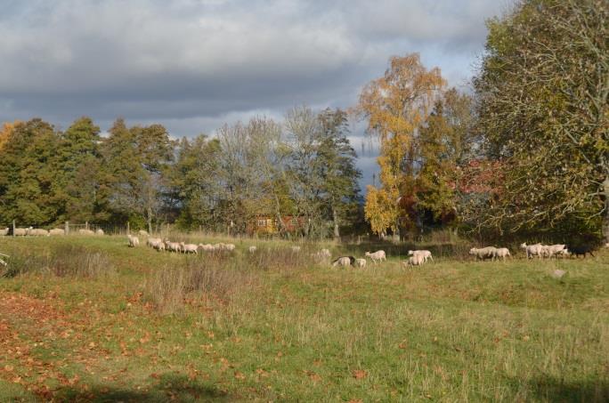 slaktbagglamm, livbagglamm, försålda livtacklamm