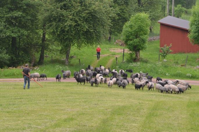 Lammens viktutveckling från födsel till sista