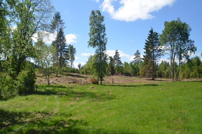 Gård 8 Produktionsinriktning och mål: I projektet följdes 31 dosettackor som betäcktes med dorsetbagge. På gården fanns ytterligare 13 tackor (renrasig finull och korsningstackor) samt dikor.