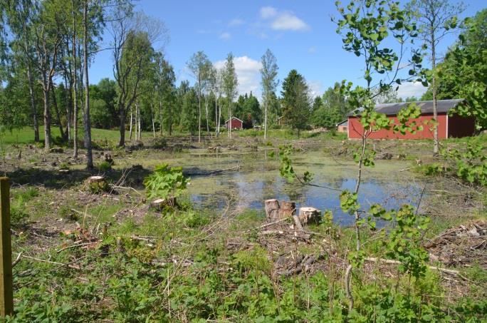 Bete-areal och typ: Gården drevs EU-ekologiskt från 213 och omfattade 12 ha fördelat på 5 ha vall/åkerbete och 7 ha naturbete uppdelat på ca 2 fållor. Vallarna var långliggande.