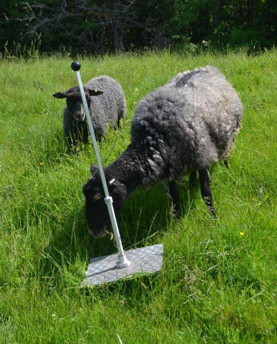 Beteshöjd, cm Figur 51. Lammens tillväxt, betesgräsets råproteinhalt och beteshöjden över tid på gård nr 7.