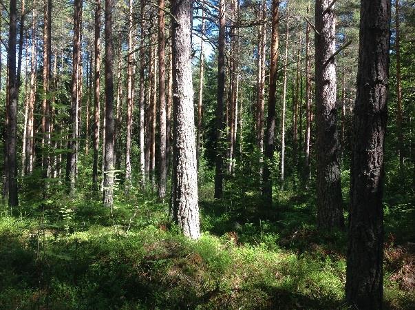 5 RESULTAT Området utgörs huvudsakligen av brukad barrskog. Skogen domineras huvudsakligen av produktionsskog av ca 40-50 årig tall.