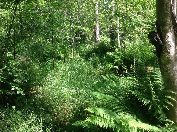 Bottenmaterial utgörs av finare sediment och organiskt material, men i västra delen där vattnet korsas av en liten gångbro förekommer mer sten på botten.