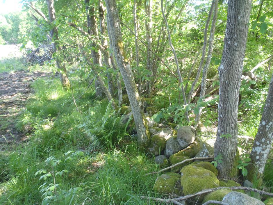 7 (12) Alm växer bl a vid den stenmur som sträcker sig längs områdets östra kant.