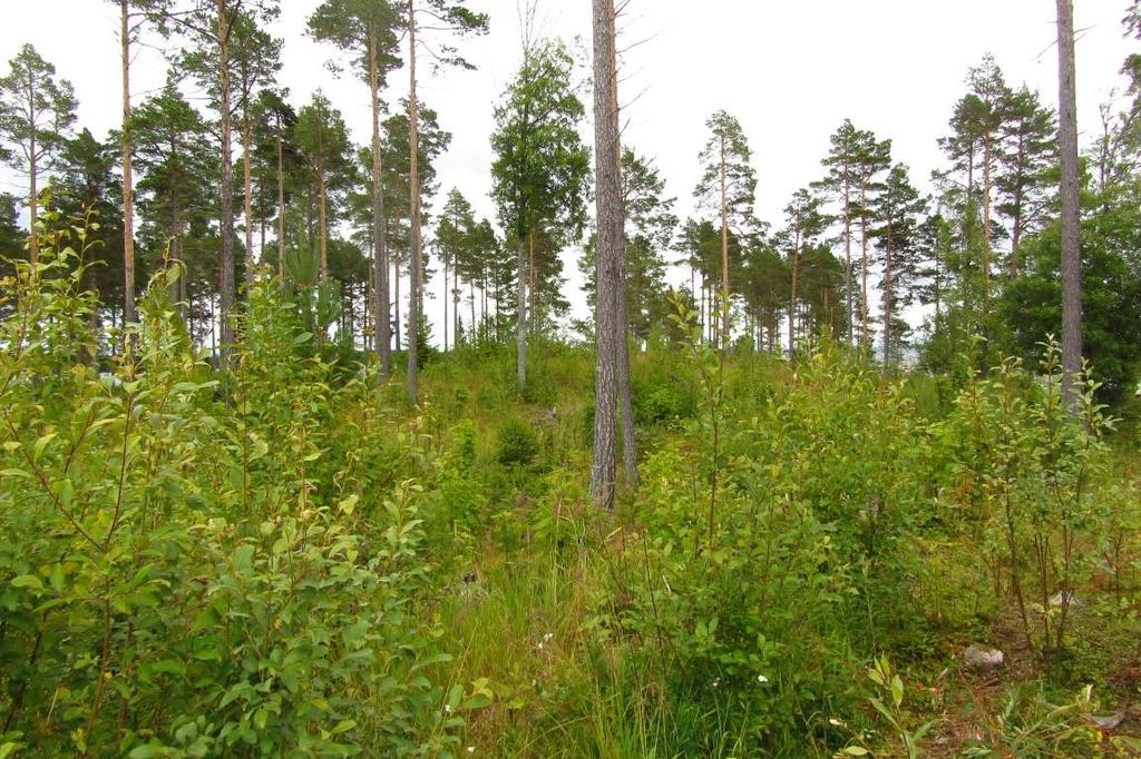 Område B med gles tallskog.