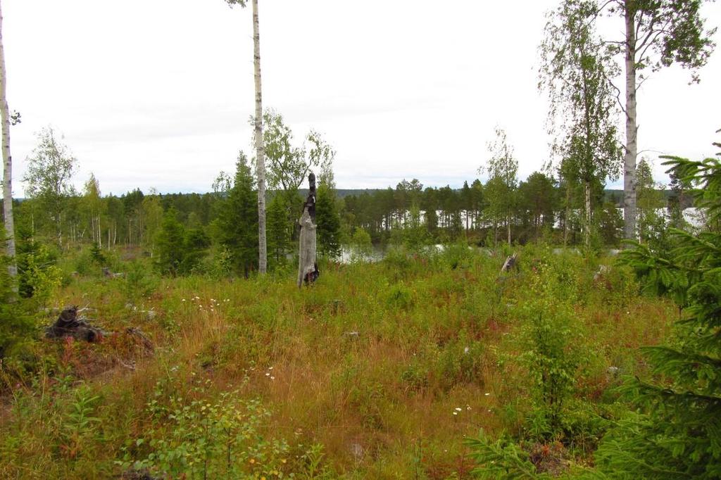 Delområde C Se figur 3. Området består mest av ungskogar, ett nyare hygge och en litet område med medelålders granskog. Öster om befintlig grusväg finns det olika sorts ungskogar t.ex.