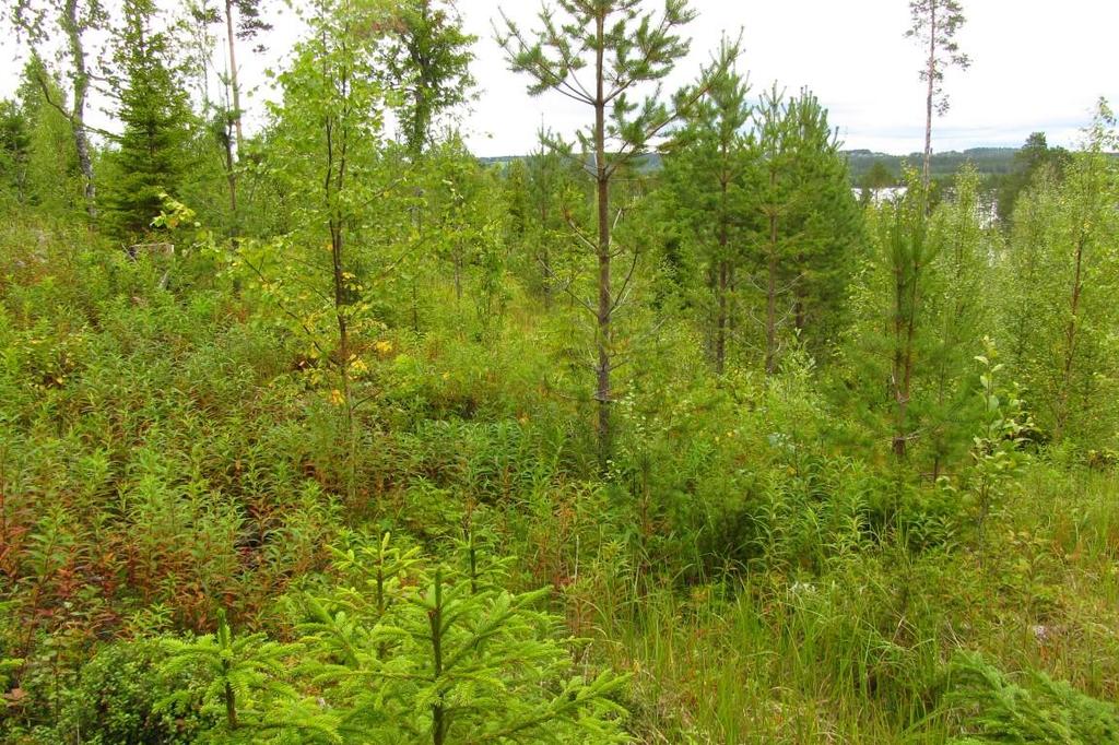 Tallungskogen väster om befintlig grusväg.