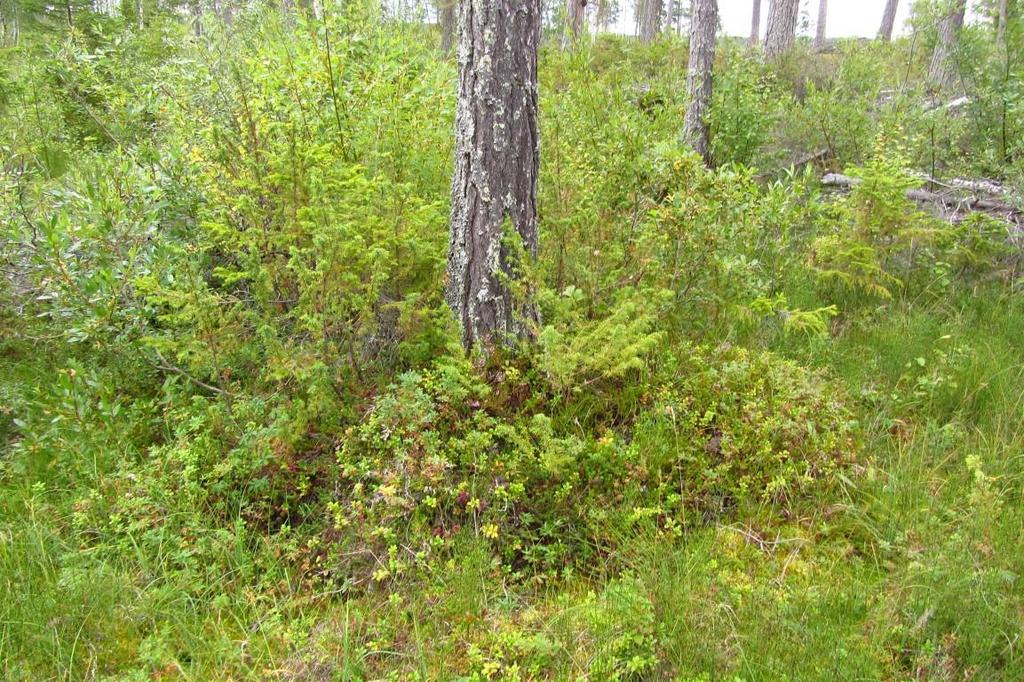 POI007 7021631 1412353 kolflarnlavar NT, äldre bränd stubbe POI008 7021631 1412353 grova asp POI009 7021607 1412347 grova aspar, skinnlav S POI010 7021691 1412411 grova asp POI011 7021958 1412322